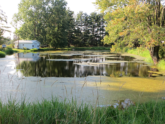 Image of the pond at Der Happy Hallow