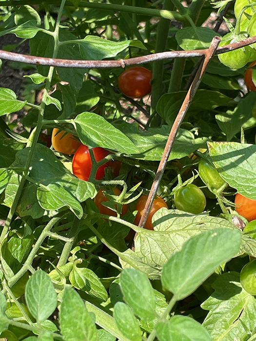 Image of tomatos at Roots Community Garden - Der Happy Hallow