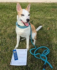 Image of prize winning dog